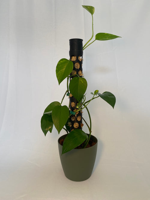 Bienenwaben Moosstab L