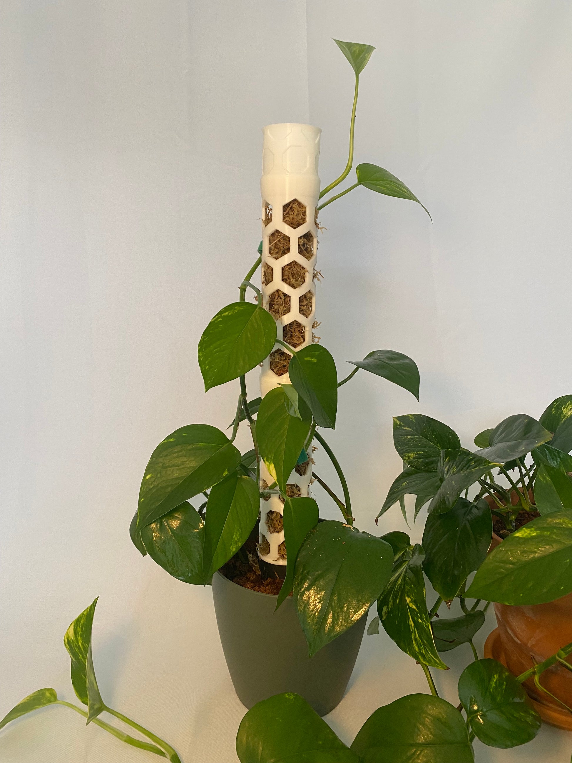 Bienenwaben Moosstab M