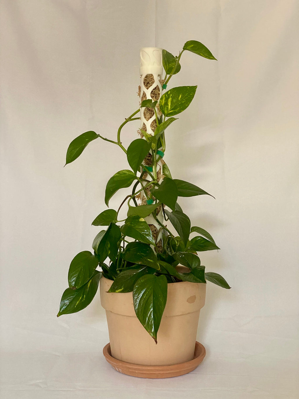 Blatt Moosstab Halboffen Größe M