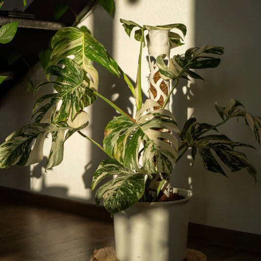 Blatt Moosstab Größe L
